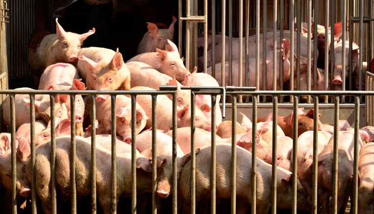 Afrička svinjska kuga: Nestašica svinjetine u Kini osjetit će se širom svijeta